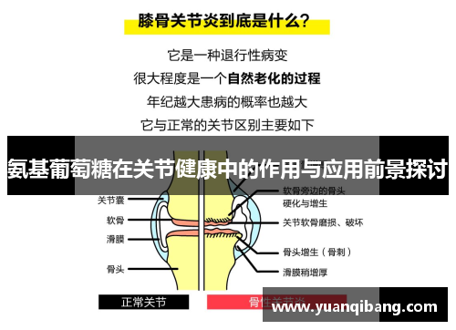 氨基葡萄糖在关节健康中的作用与应用前景探讨